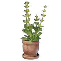 Gentian Plant Pot
