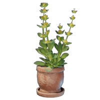 Gentian Plant Pot