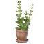 Gentian Plant Pot