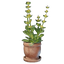 Gentian Plant Pot