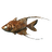 Cooked Glassfish