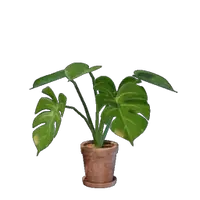 Small Monstera Flower Pot