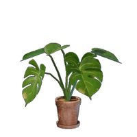Small Monstera Flower Pot