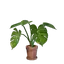 Small Monstera Flower Pot
