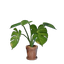 Small Monstera Flower Pot