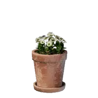Small White Flower Pot