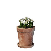 Small White Flower Pot