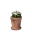Small White Flower Pot