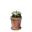Small White Flower Pot