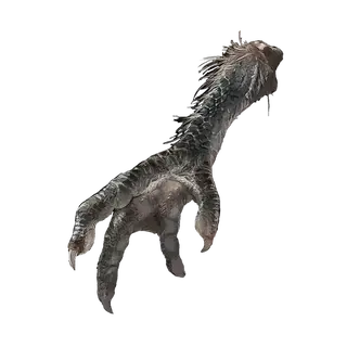 Four-Toed Fowl Foot