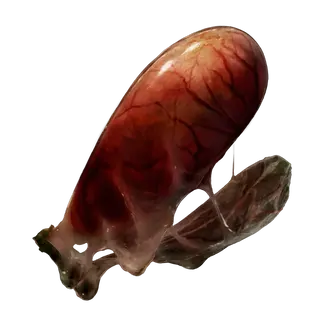 Land Octopus Ovary