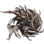 Elden-ring spiralhorn-shield.webp
