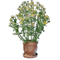 Aureolin Plant Pot