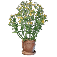 Aureolin Plant Pot