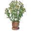 Aureolin Plant Pot