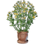 Aureolin Plant Pot