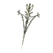 Elden-ring lacerating-crossed-tree.webp