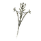 Elden-ring lacerating-crossed-tree.webp