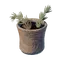 Rooibos Tea