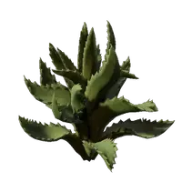 Aloe Seedling