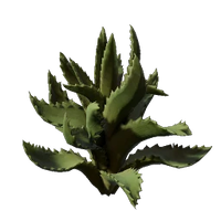 Aloe Seedling