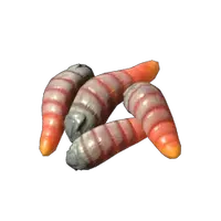 Maggots