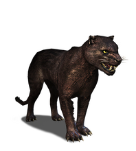 Panther