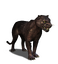 Panther