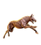 Barghest