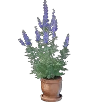 Wolfsbane Plant Pot
