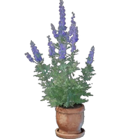 Wolfsbane Plant Pot