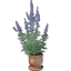 Wolfsbane Plant Pot