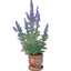 Wolfsbane Plant Pot