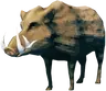 Boar