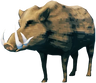 Boar
