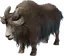 Yak