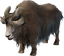 Yak
