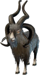 Frizzy Goat