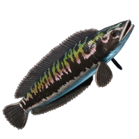 Stripetail