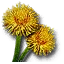 Blowball