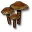 Puffball