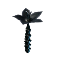 Stapelia Starflower