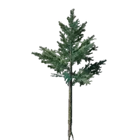 Evergreen Tree Seedling