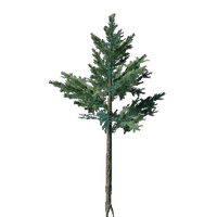Evergreen Tree Seedling
