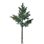 Evergreen Tree Seedling