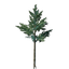 Evergreen Tree Seedling