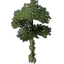 Hardwood Ash Tree Seedling