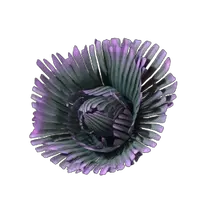 Grandleaf Cabbage