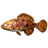 Cooked Pygmy Sunfish