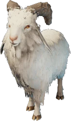 Common Goat